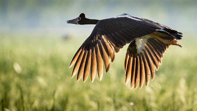 Magpie goose over the floodplains. Picture: Richard l’Anson.jpg Bamurru Plains Northern Territory