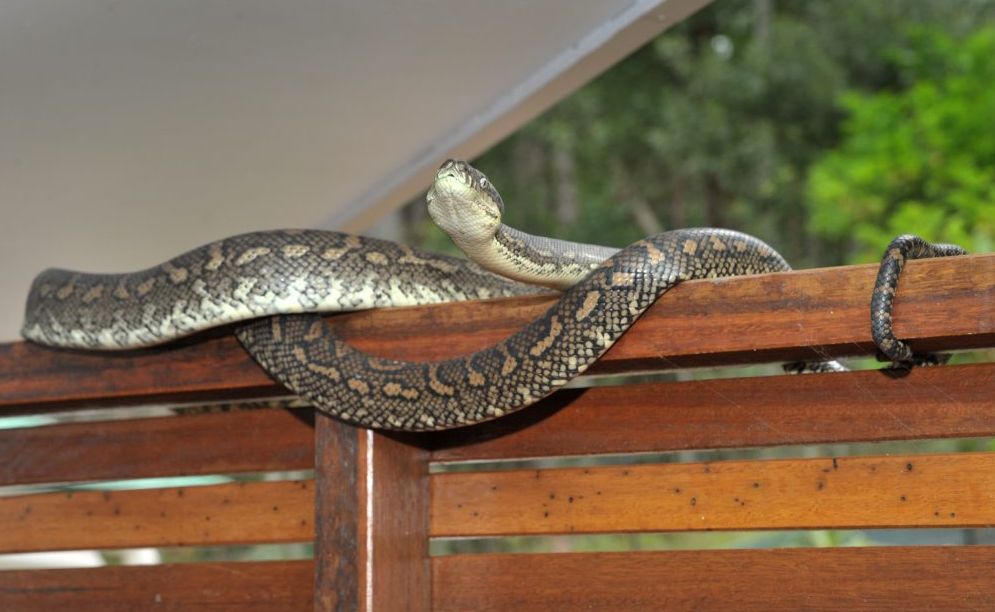 I had a close encounter with a carpet snake when I was four. . Picture: Brett Wortman