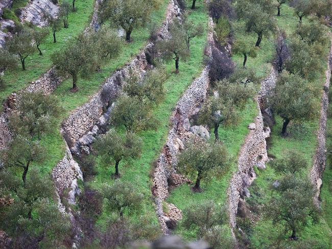 Olive trees from a Cremisan Valley farm in the West Bank. Picture: Supplied