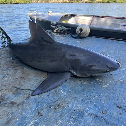 A bull shark caught in the Burrum River in Queensland last year.