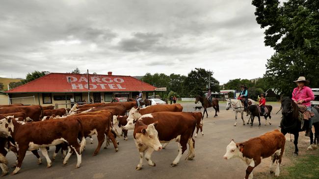 A mob of cattle on the way to the high plains travel past the Dargo Hotel. Picture: Stuart McEvoy