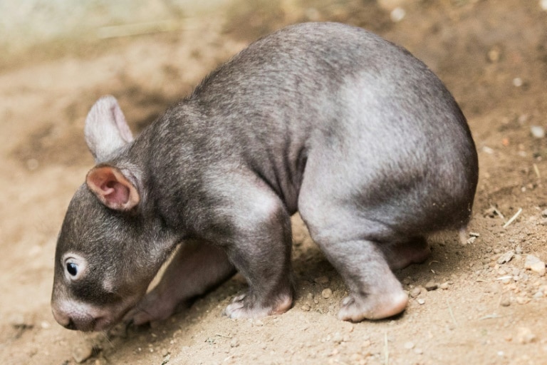 Australians welcome departure of baby wombat grabber