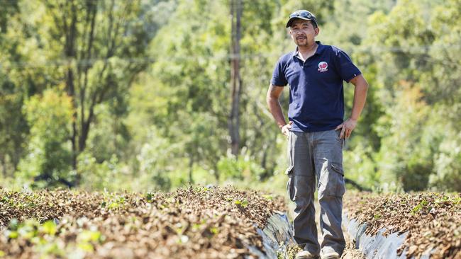 Wamuran strawberry farmer Kevin Tran was at the centre of the crisis, losing over 40 tonnes of strawberries and over $500,000 in sales