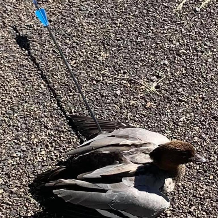 Hilltop animal cruelty concerns: Duck found shot by arrow in Southern ...