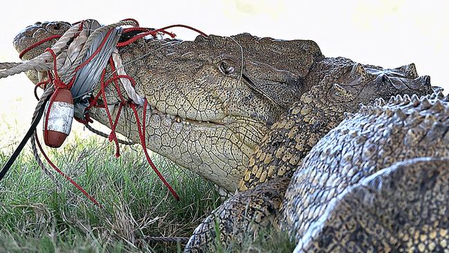 A 3.8 m crocodile caught in the Mary River at the Mungar reach.Photo: Alistair Brightman / Fraser Coast Chronicle