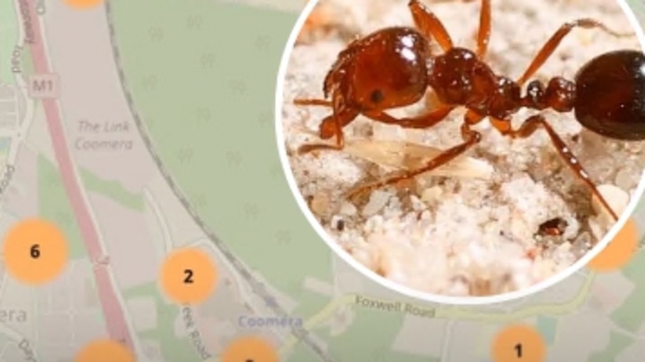 Mapping show Gold Coast fire ant infestations | Townsville Bulletin