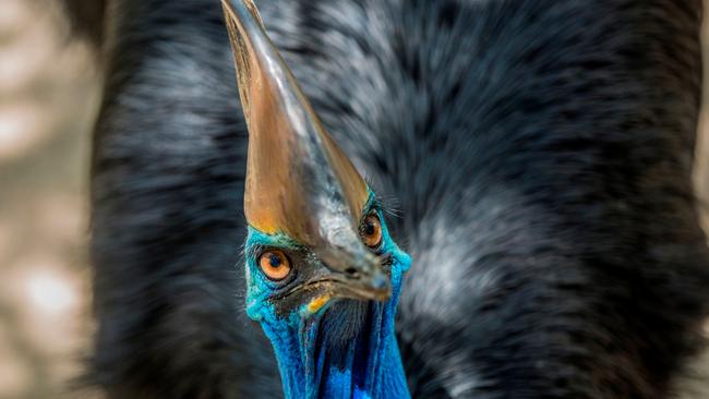 A wildlife corridor between Wooroonooran and Maalan National Parks will provide safe passage for the southern cassowary. (Image: Tourism Tropical North Queensland)