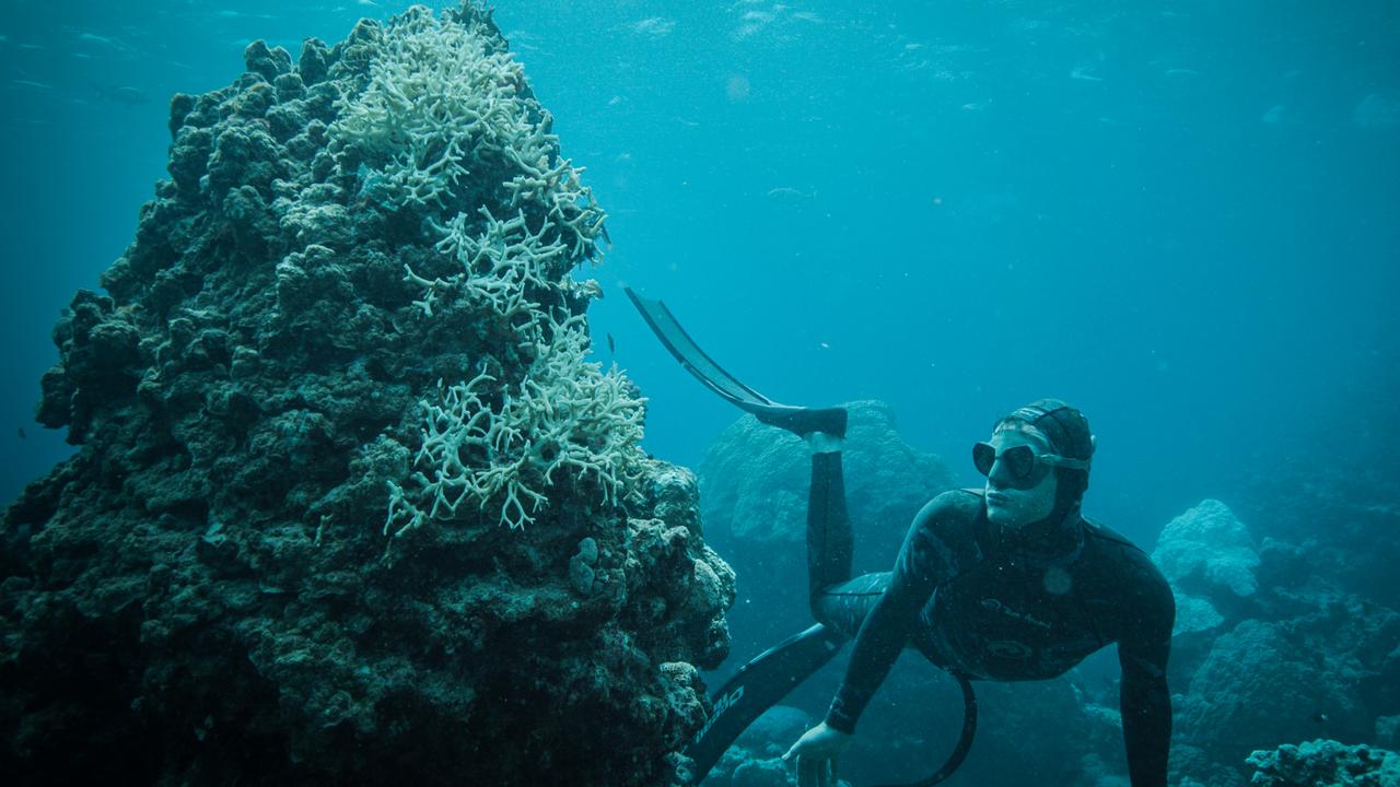 Great Barrier Reef Spawning Live Stream To Start Soon With Brooke Satchwell The Courier Mail 8630