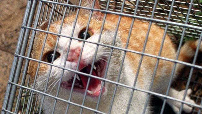 Feral cat trapping is on the rise in Brisbane.