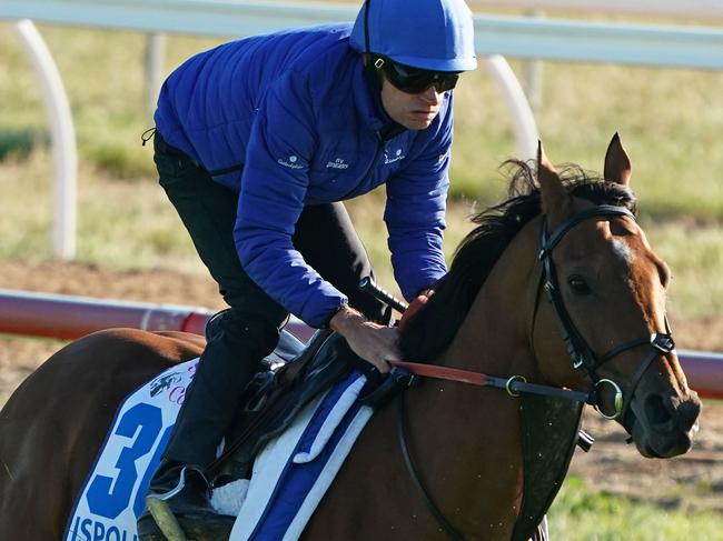 Ispolini (GB) gallops during a trackwork session at Werribee Racecourse in Werribee, Wednesday, October 23, 2019. (AAP Image/Scott Barbour) NO ARCHIVING, EDITORIAL USE ONLY