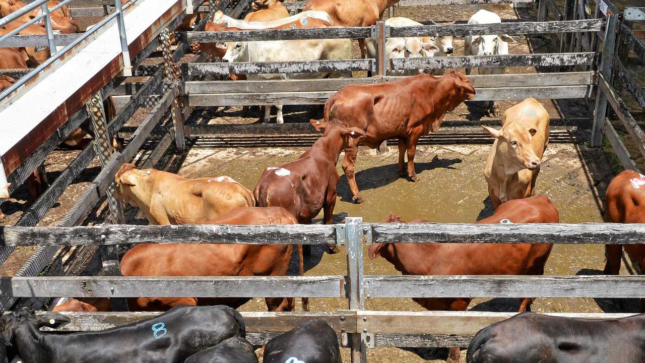 Gympie Saleyards. Picture: Greg Miller