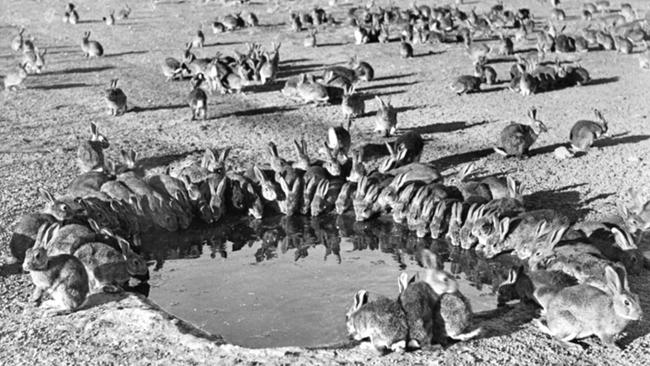 Rabbits at a water hole on Wardang Island during the testing of myxomatosis in the 1930s.