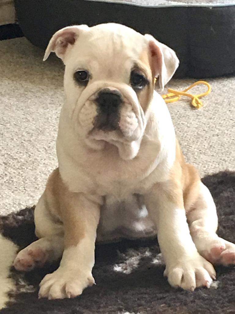 Pumpkin pie mini Aussie bulldog 9 weeks old loving her new family Picture: Steve