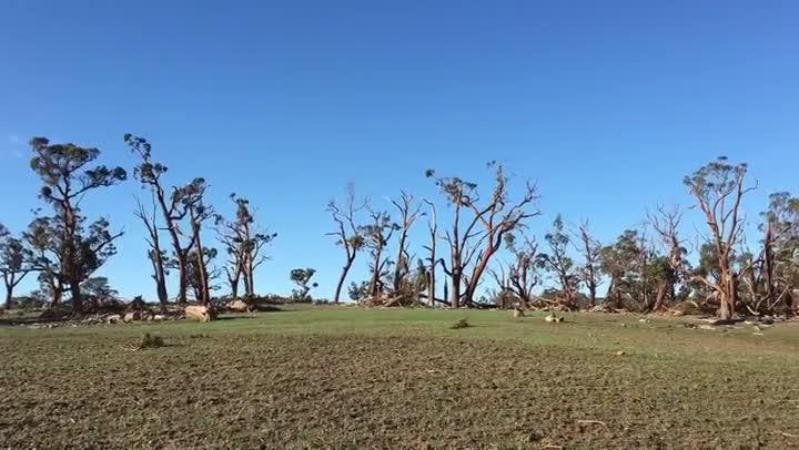 Wind wrecks woodland