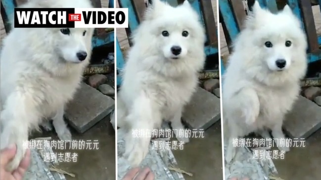 Dog in Chinese wet market holds out paw, is saved