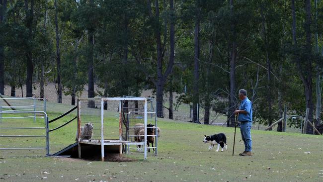 Sheep Herding for City Dogs trainer John Borg in action at his Peachester property.