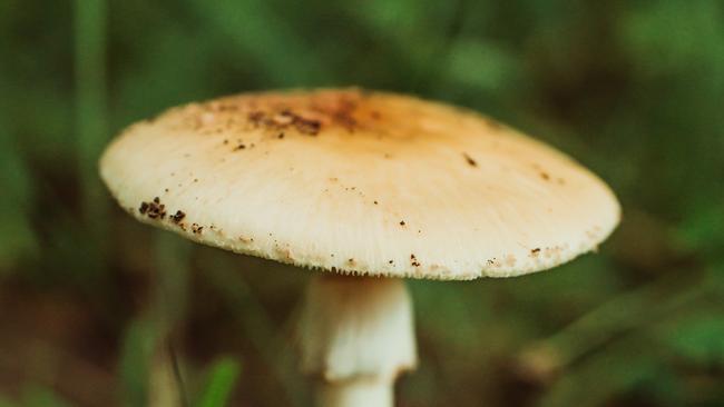 Death Cap Mushroom