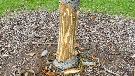 One of seven trees the Salisbury Council is battling to save after it was vandalised. Picture: Supplied