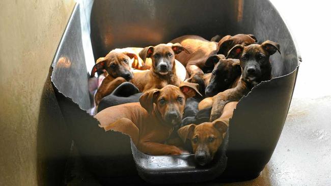 FILE PHOTO: Puppies and two dogs were seized from a Woombye home. Picture: Mike Knott BUN150413RSP6