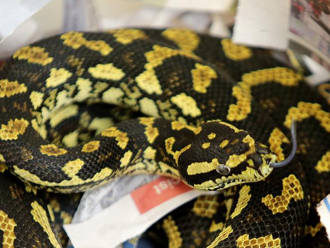 Police find snake at Parramatta Train Station in a pillowcase | Daily ...