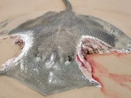Stingray found washed up on K'gari Beach in Queensland, appears to have two large bite marks. Photo: Facebook