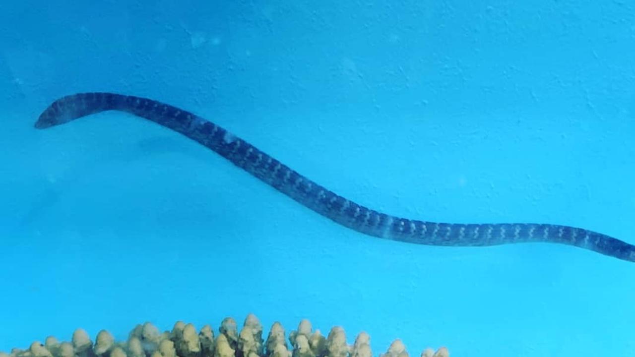 Sea World return baby sea snakes to the ocean | The Courier Mail