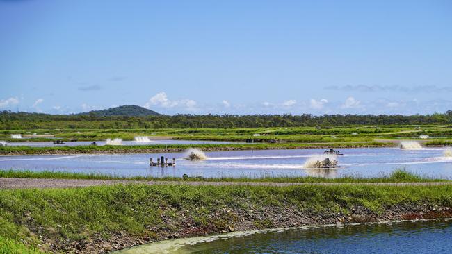 Aerators help to create a gentle whirlpool to keep black tiger prawns to the edges of the ponds at Australian Prawn Farm's Ilbilbie operations. Each ponds holds about 15 million litres of water. Picture: Heidi Petith