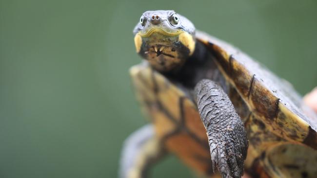 The turtle is restricted to the middle and upper stretches of the Manning River on the NSW Mid-North Coast.