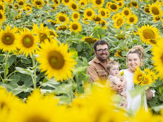 Emma and Pat Storey with daughter Pippa as Ten Chain Farm prepare for their sunflower day, Wednesday, February 21, 2024. Picture: Kevin Farmer