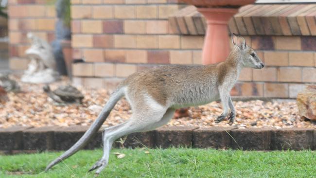 One of the wallabies that roam the streets of Carlyle Gardens. Picture: Evan Morgan