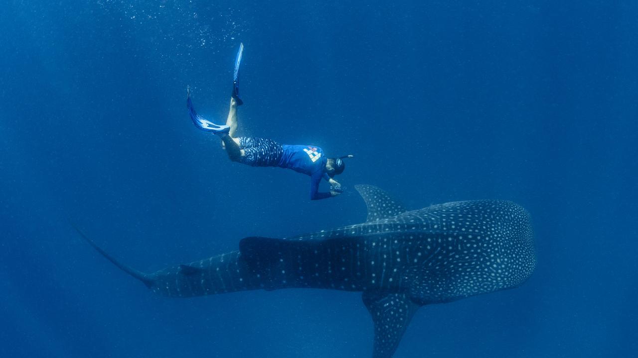 Whale sharks tagged in Great Barrier Reef have been tracked via