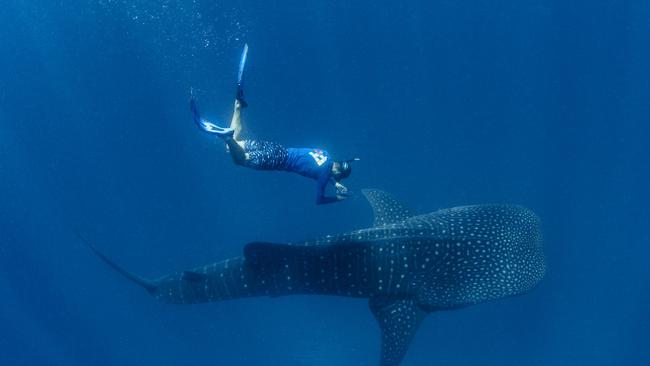 Pictures from the study that researched whale sharks in the Great Barrier Reef.