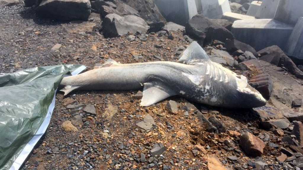 A dead dusky whaler shark hauled up the rocks on North Wall. Picture: Contributed