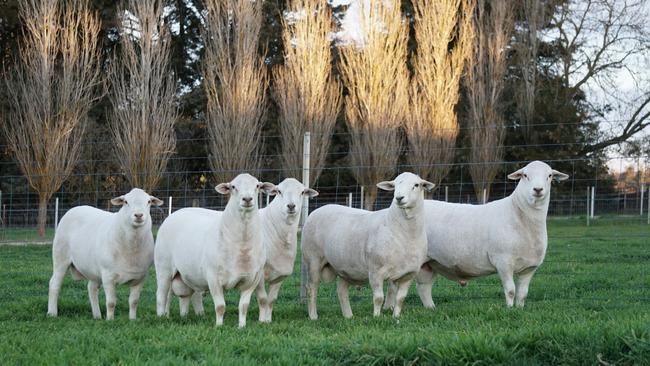 Tattykeel has smashed their own benchmark to set a new Australian White record.