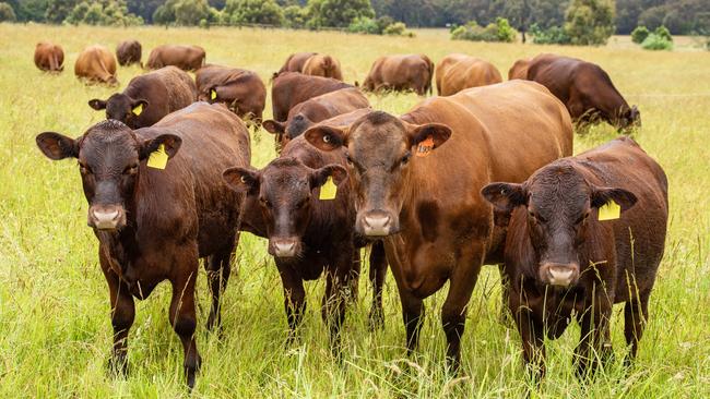 Beef producers are fuming after an industry-specific carbon credit method was cut. Picture: Zoe Phillips