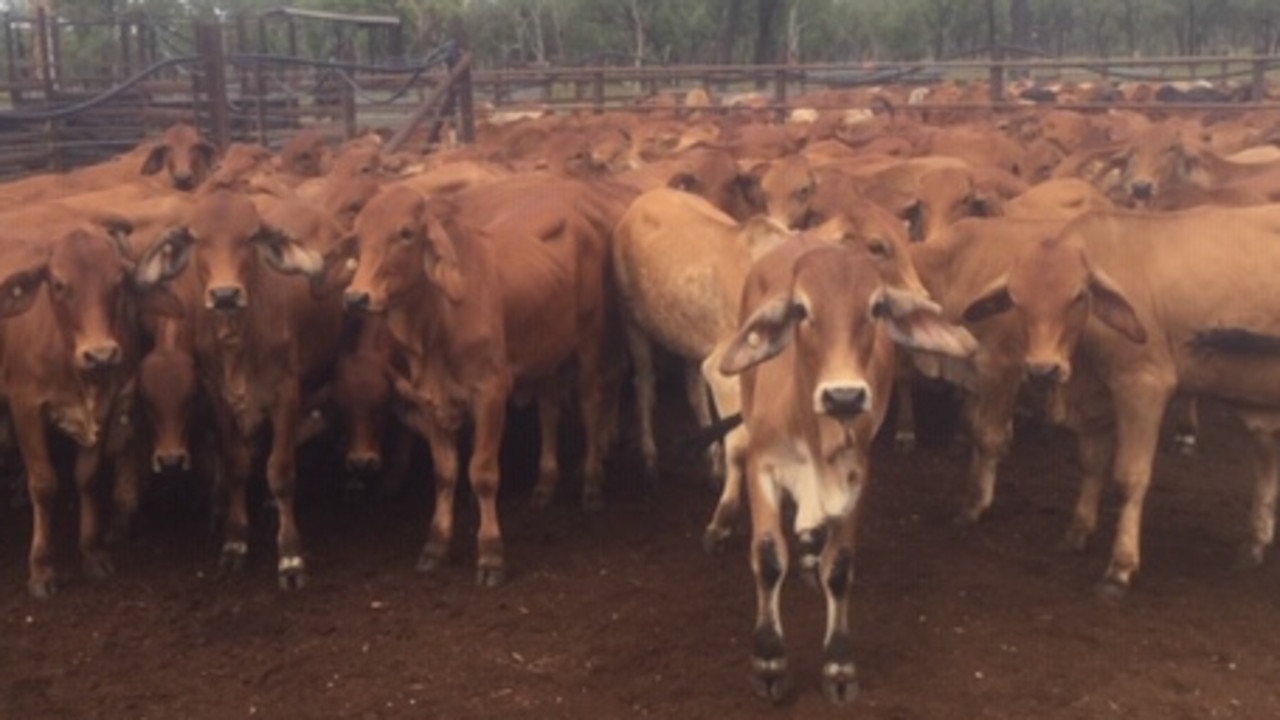 Cattle Rustlers Steal 200 Beasts From Property Near Surat | News.com.au ...