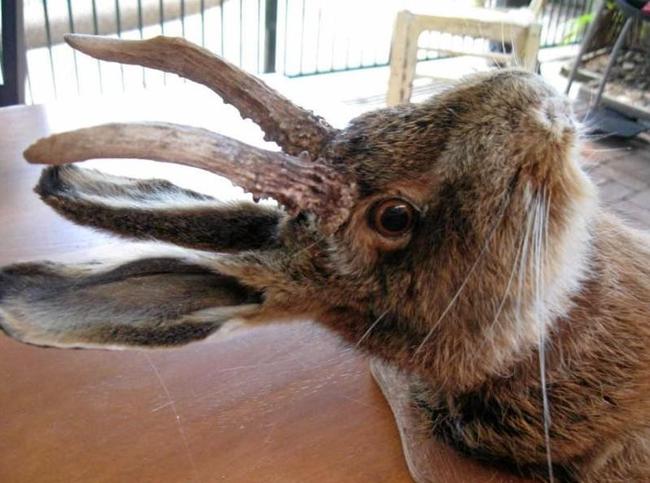 UNIQUE: In a world where very little is special any more, this stuffed hare with horns must go close to being one-of-a-kind on the Sunshine Coast. Picture: Contributed