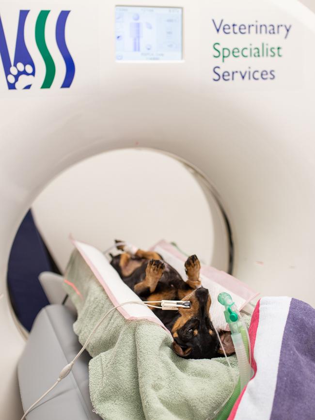 One of the 37 animals seized from the Storybook Farm Sacred Animal Garden property undergoes a CT scan at VSS Jindalee this week. Picture: RSPCA QLD.