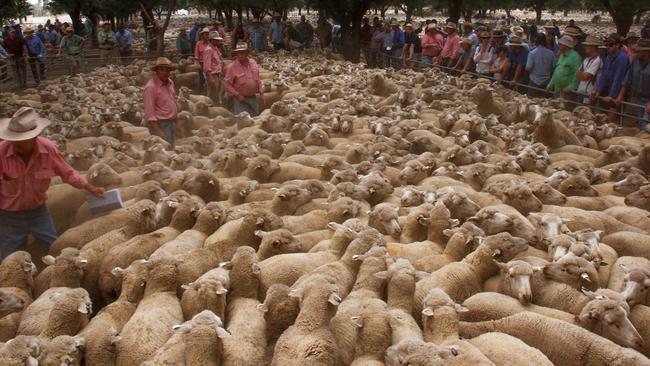 Selling Merino ewes at the Deniliquin store sheep sale last week.