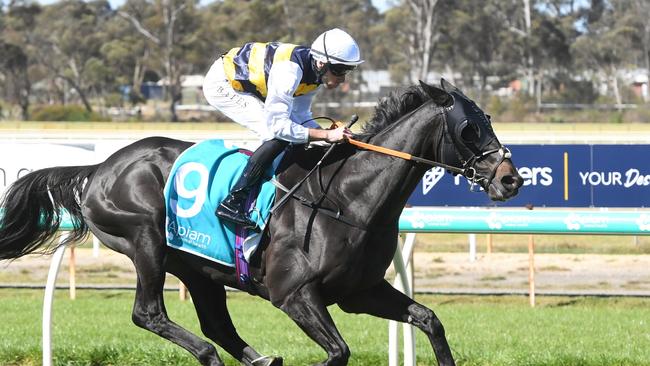 Sea King should be too good in the Christmas Cup. Picture: Brett Holburt/Racing Photos via Getty Images