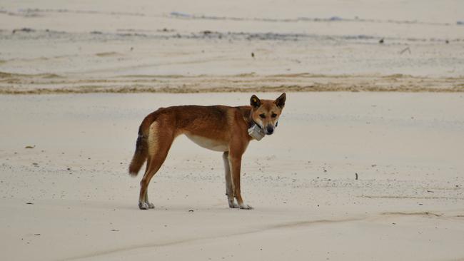 The dingo known as Yellow Tag.