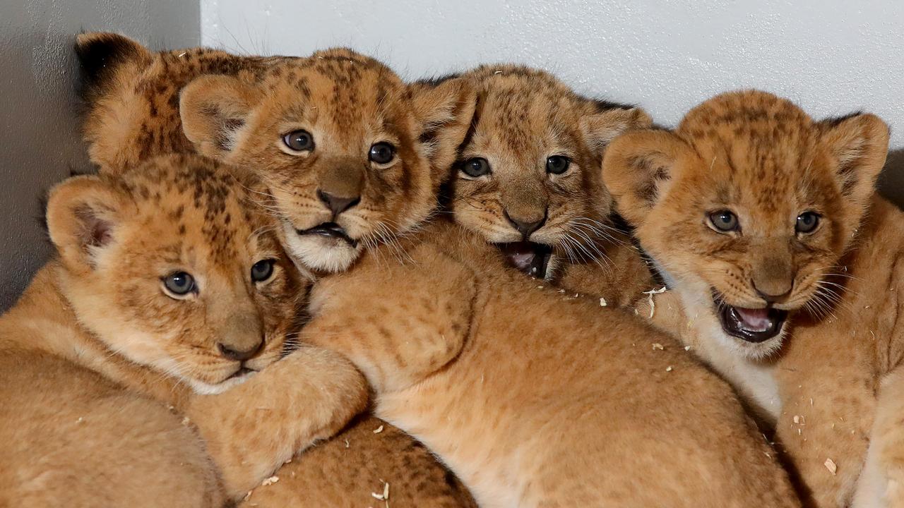 Taronga Zoo’s new lion cubs growing quickly as staff ask for help in ...