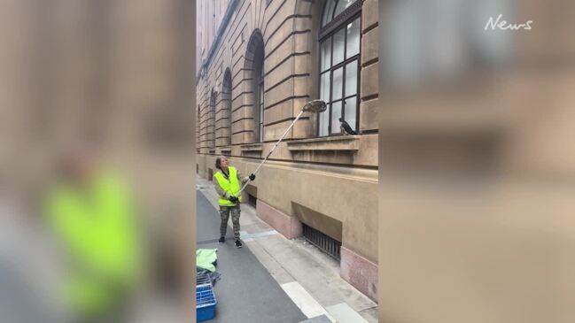 Amazing video: Stricken young falcon rescued on Adelaide street | The ...