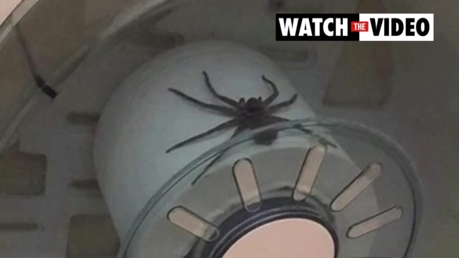 Huntsman spider on toilet paper roll (Sunrise)