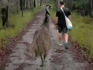 Fluffy the Emu regularly follows runners and hikers in the park. Picture: Supplied