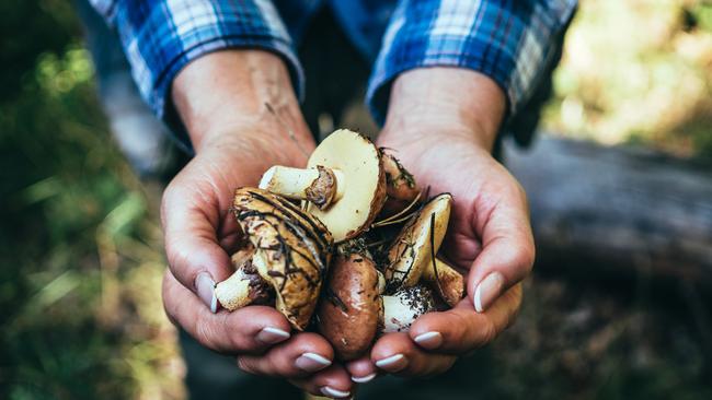 Mushrooms grow in the dark, as do mushroom myths.