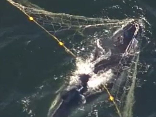 A whale caught in shark net off the Gold Coast. Photo: Twitter/Nine News Gold Coast