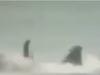 Sick twist in shark attack video