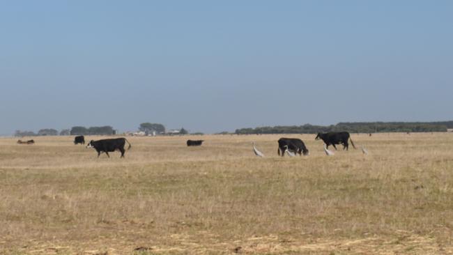 The spring and the native vegetation that grows around it has attracted a flock of Brolgas (Australian cranes) to take up residence on the farm as well. Brolgas are considered a 