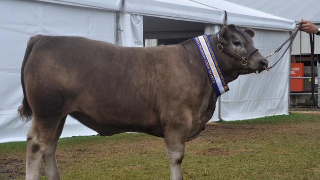 Prized cow at the Adelaide Royal Show. Picture: File